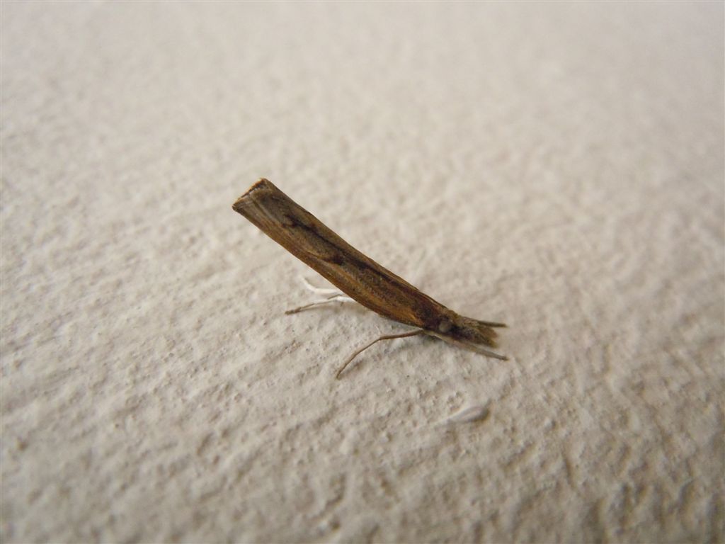 Pediasia contaminella (Crambidae)